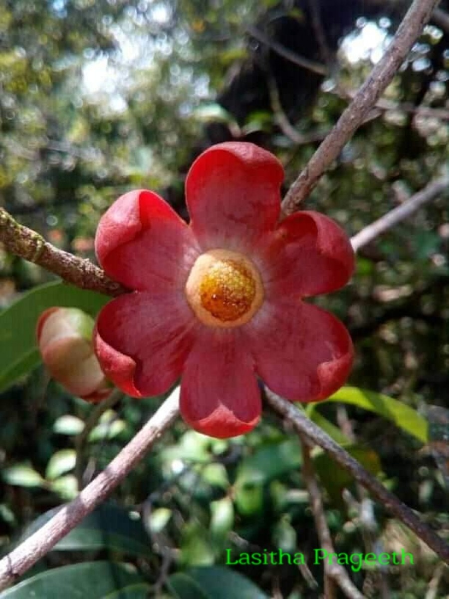 Uvaria narum (Dunal) Blume